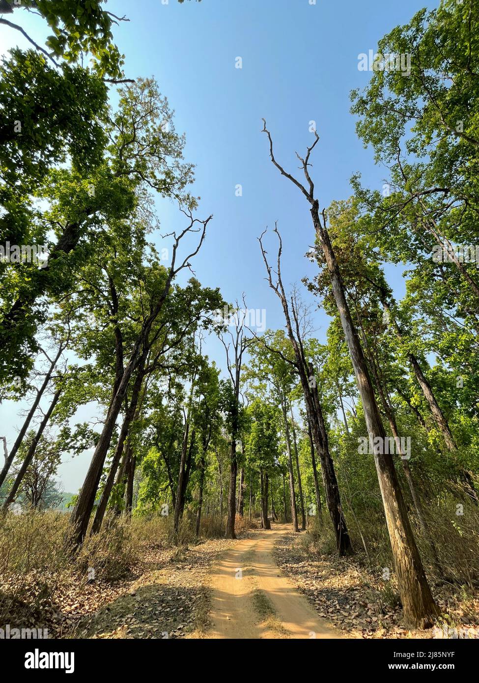 Kanha National Park ( Tiger Reserve ) landscape , located in Madhya