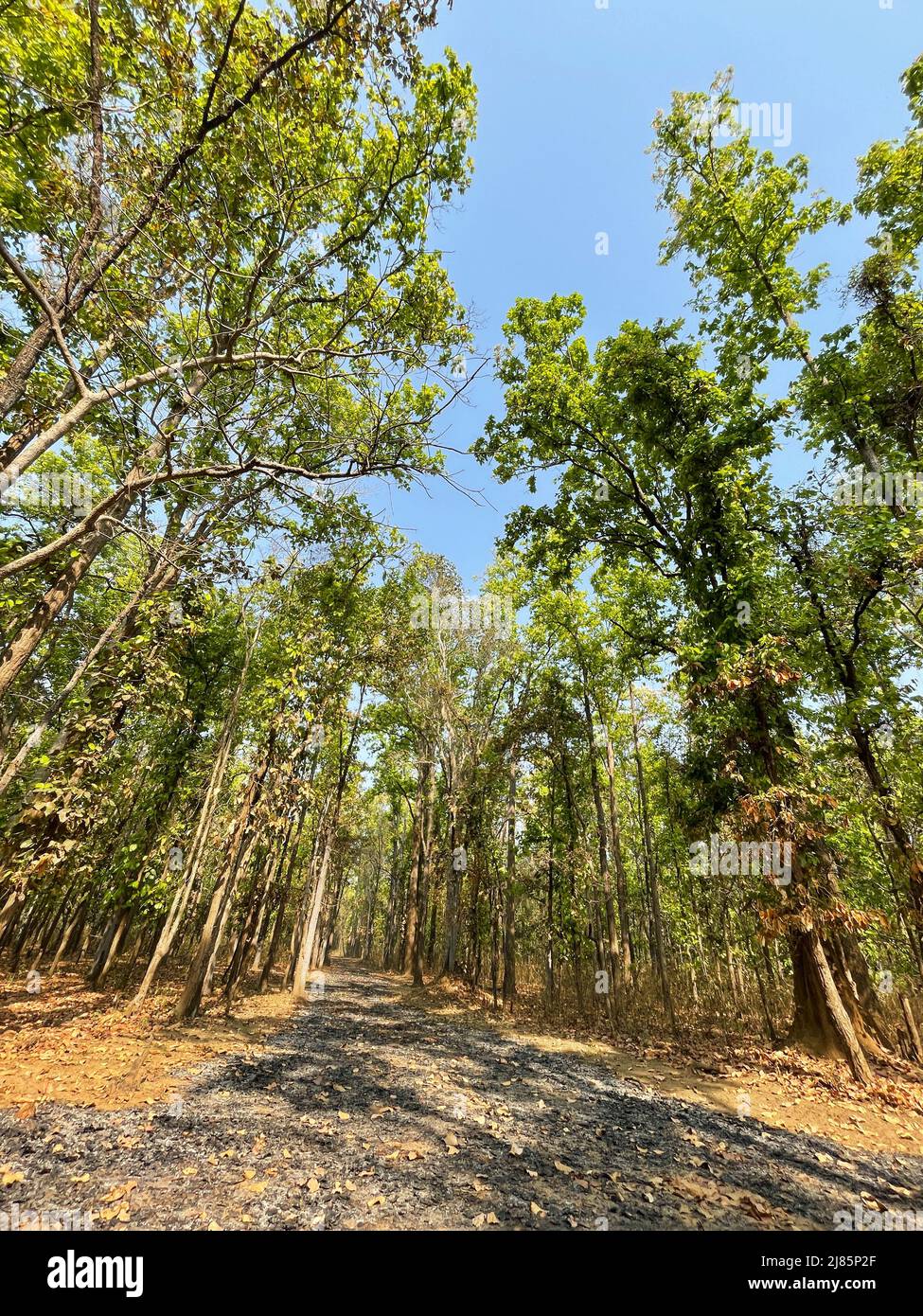 Kanha National Park ( Tiger Reserve ) landscape , located in Madhya