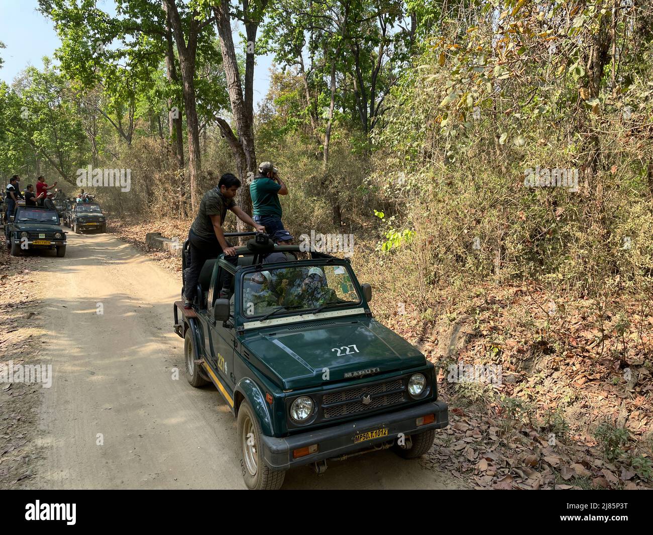 Tourists in wildlife jungle safari in Kanha Tiger reserve Madhyapradesh central India during summer Stock Photo