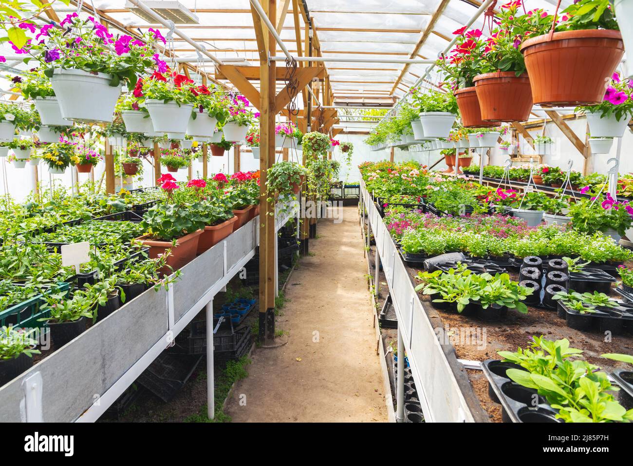 Greenhouse full of potted colorful flowers, agriculture photo background taken a on a sunny summer day Stock Photo