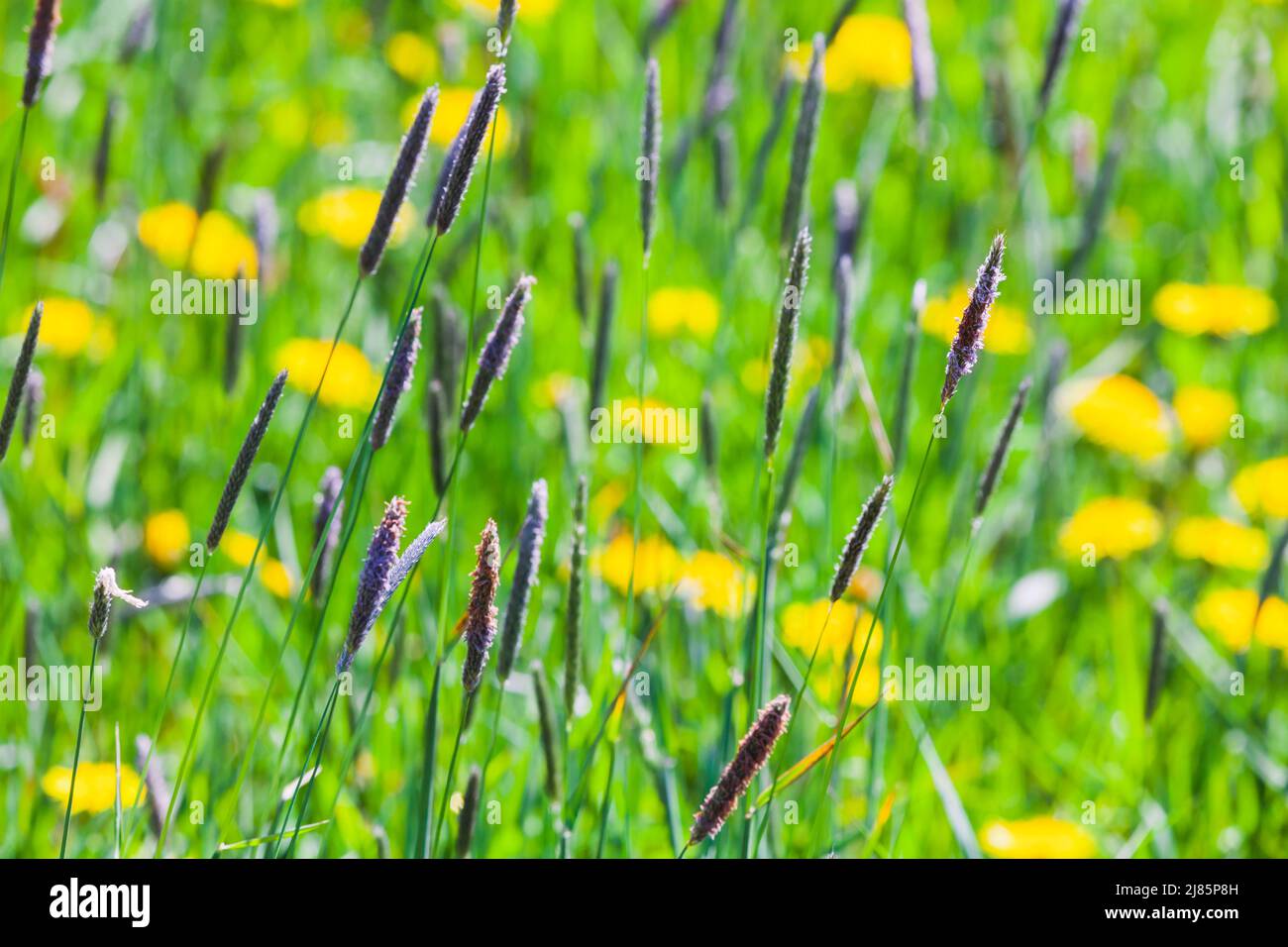 Timothy grass and yellow wild flowers grow on a field, natural photo background with soft selective focus taken on a summer sunny day Stock Photo