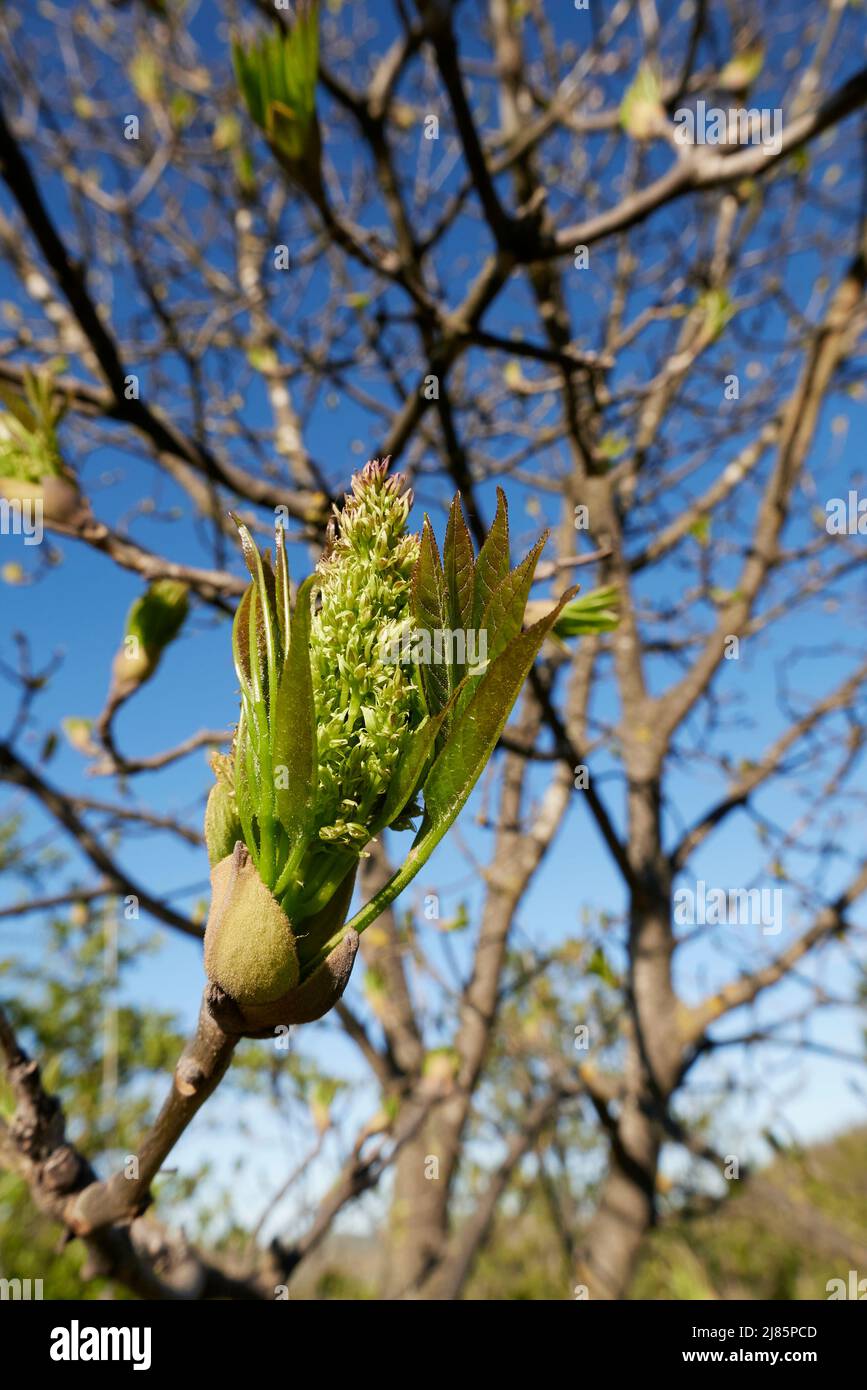 Fraxinus ornus tree fresh buds Stock Photo