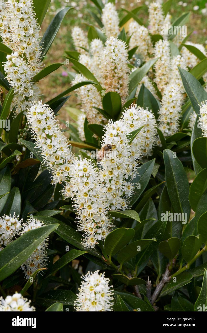 Prunus Otto Luyken