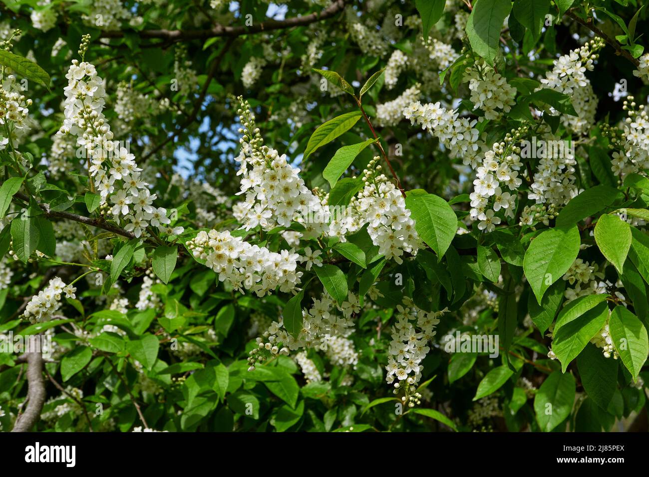 Prunus padus white blossom Stock Photo - Alamy