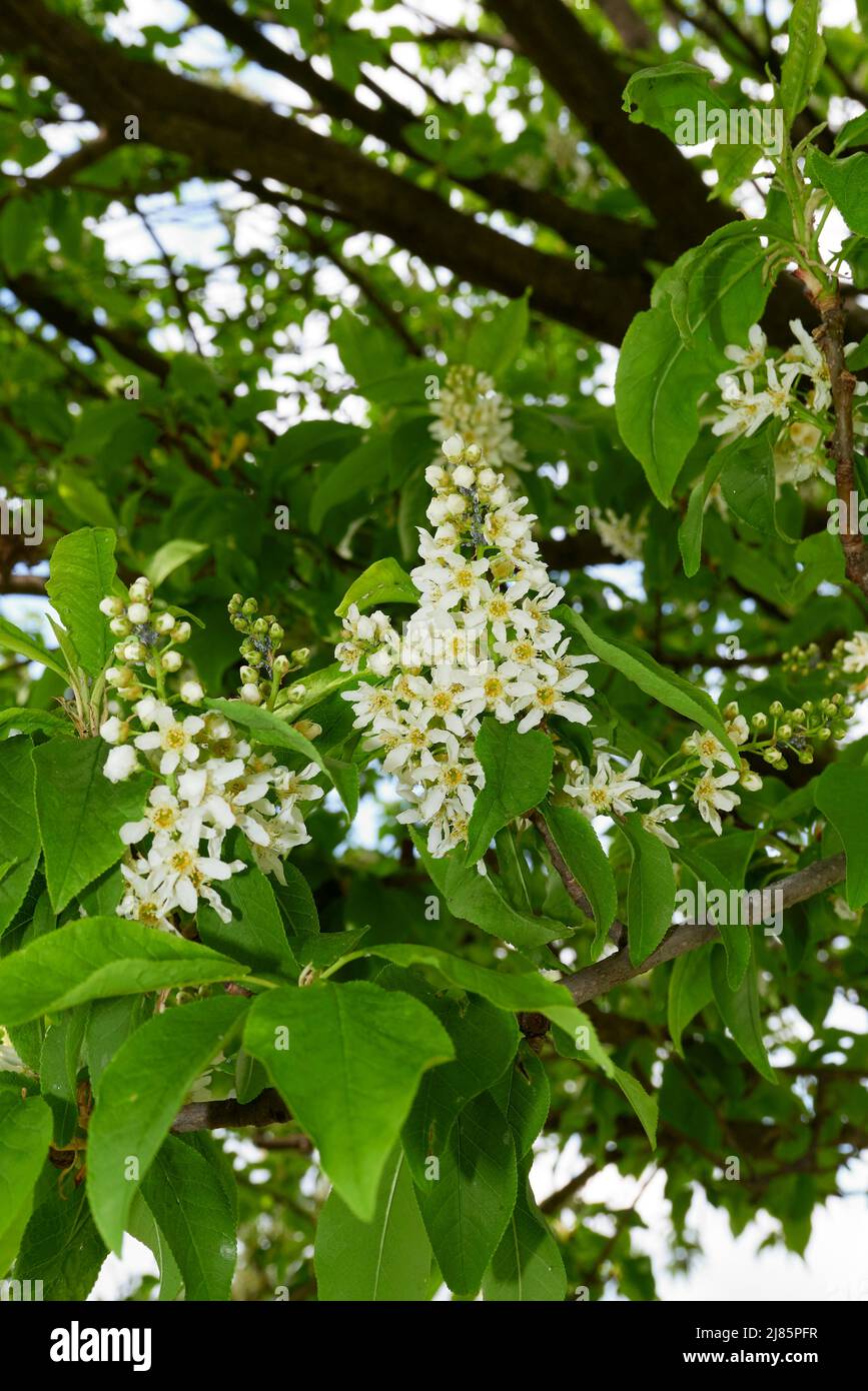 Prunus padus white blossom Stock Photo