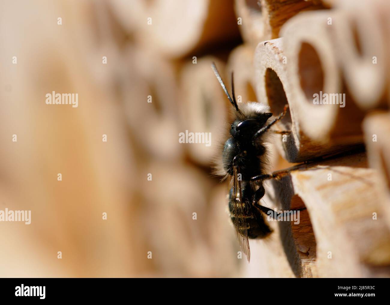 Wild bee hotel hi-res stock photography and images - Alamy