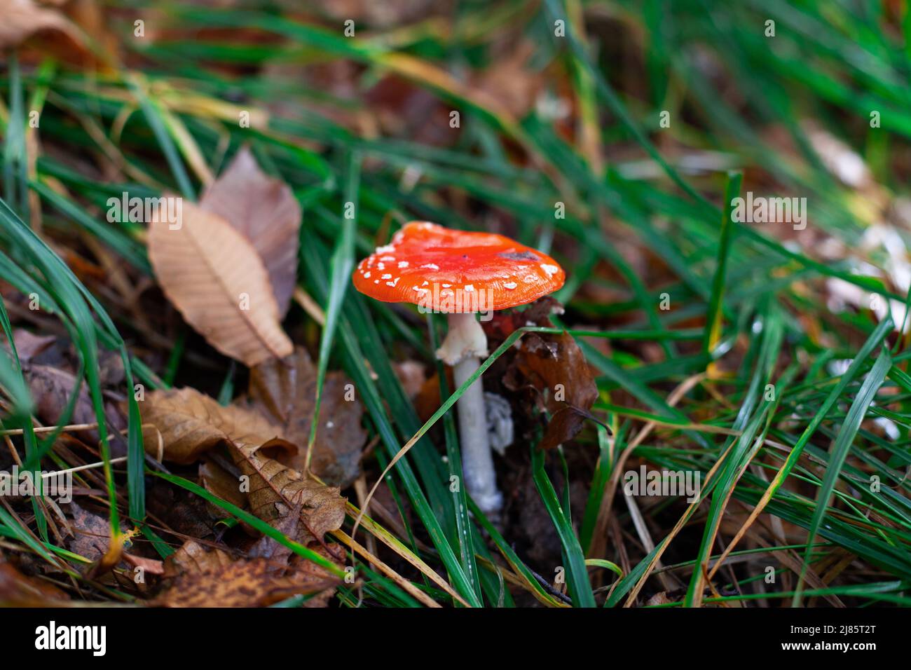 A red deadly Amanite mushroom in a wood. Closeup of a colourful poisonous mushroom. Stock Photo