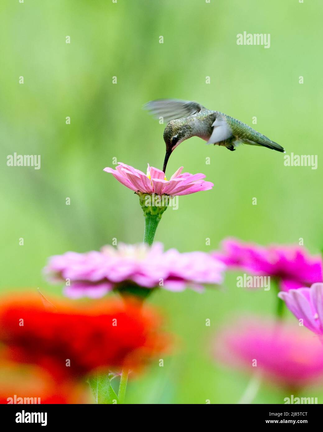 Hummingbird over a pink zinnia with orange flower in the foreground. Stock Photo