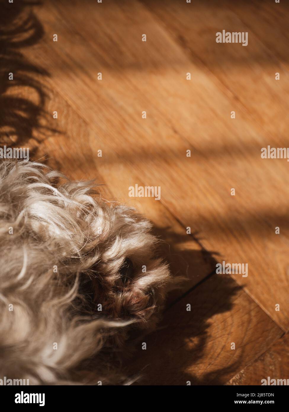 Dog's paw with claws on wooden floor selective focus. The hind leg with nails. Pets grooming, treatments against flea insects, thick coat care. Dog re Stock Photo