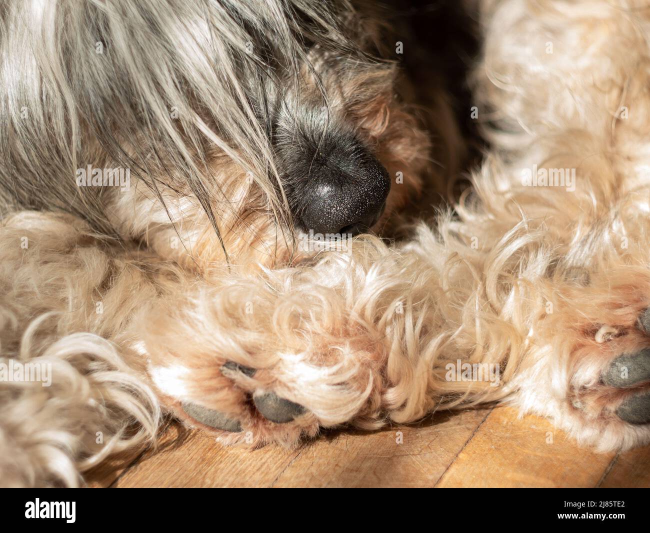 Dog's nose paws claws on wooden floor selective focus. The hind leg with nails. Pets grooming, treatments against flea insects, thick coat care. Dog r Stock Photo