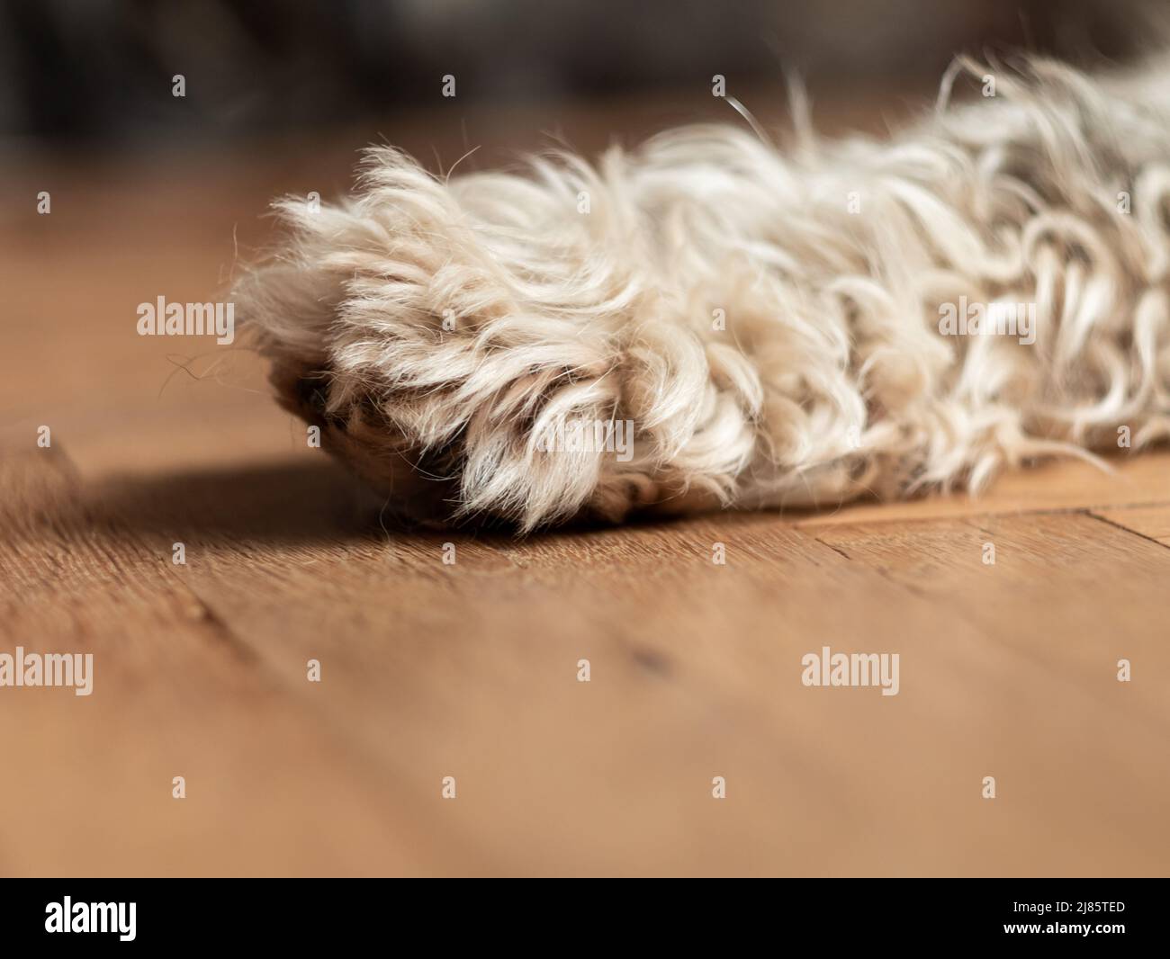 Dog's paw with claws on wooden floor selective focus. The hind leg with nails. Pets grooming, treatments against flea insects, thick coat care. Dog re Stock Photo