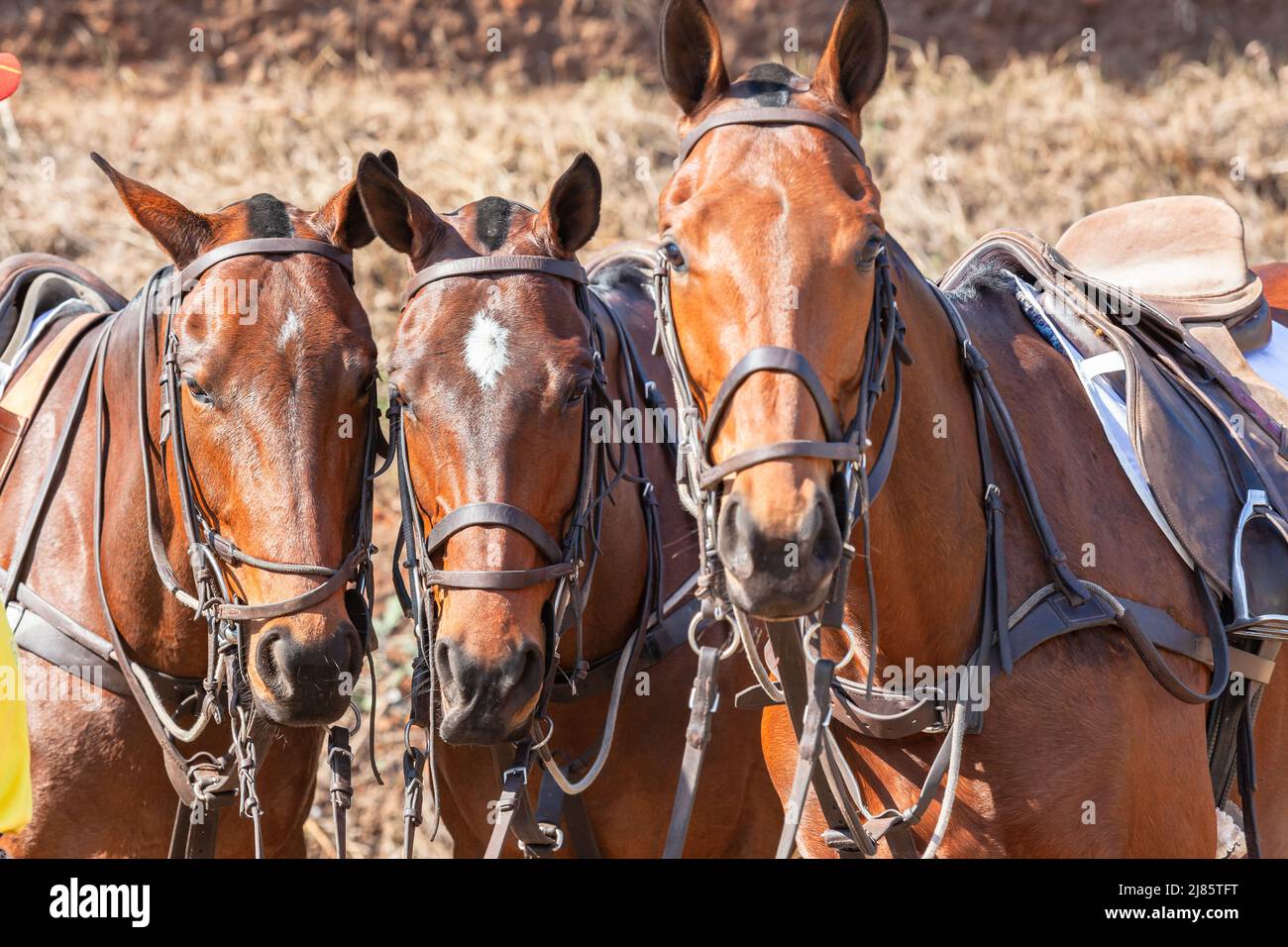 Polo equestrian animals grouped portrait resting saddled up for next