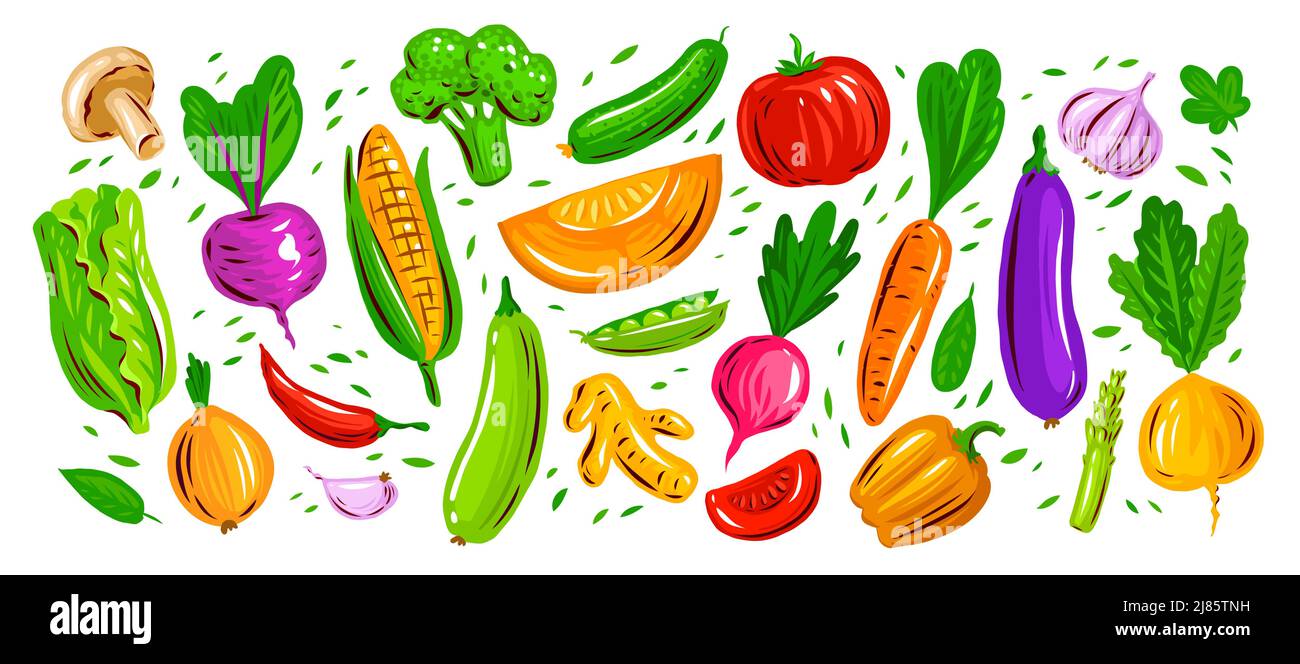 Organic fresh vegetables and root crops vector illustration. Farm food set Stock Vector