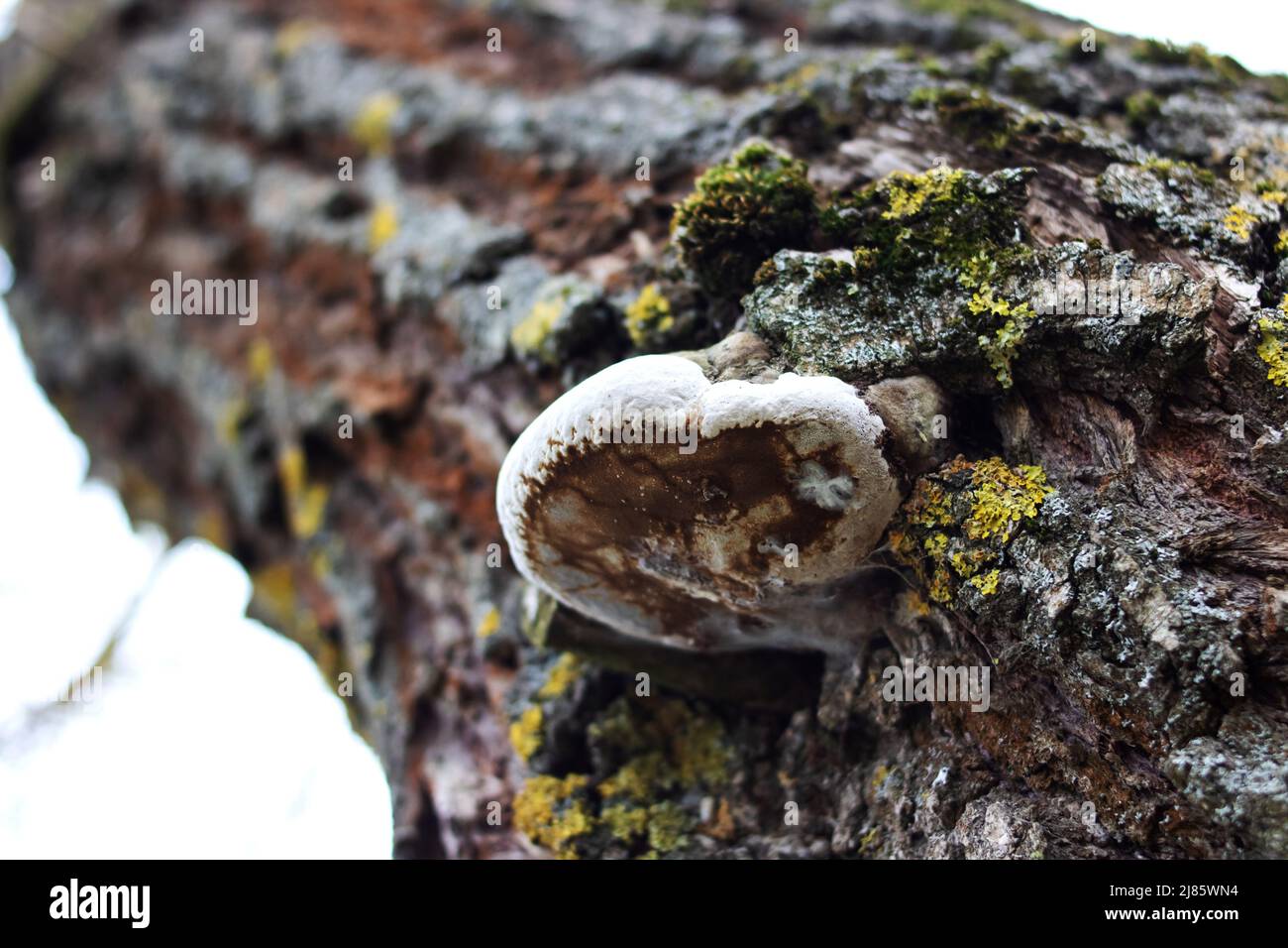 Kombucha on the tree close up. A parasite on a tree. Tree disease Stock Photo