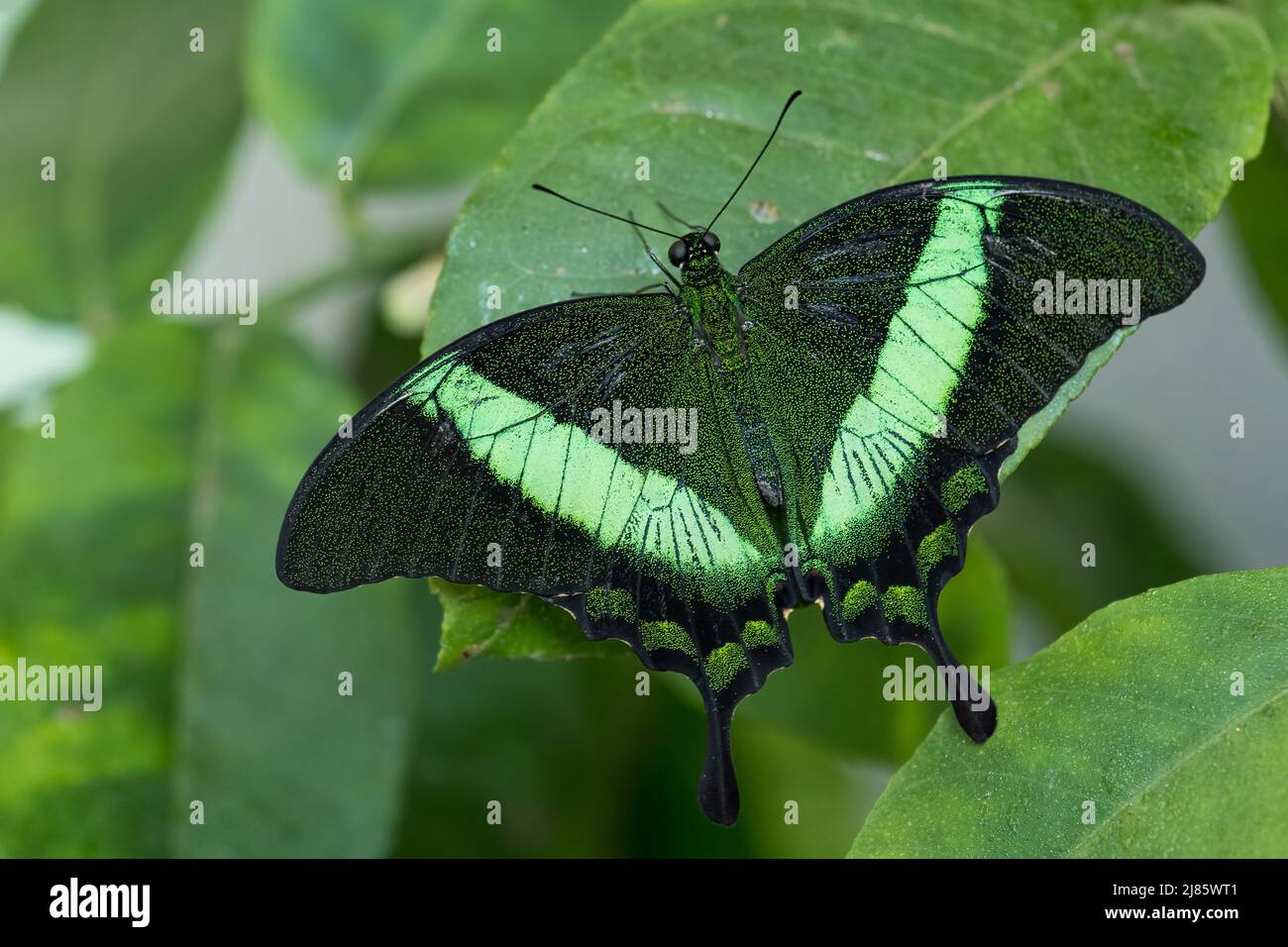 Emerald Swallowtail - Papilio palinurus, beautiful green and black butterfly from Malaysia forests. Stock Photo