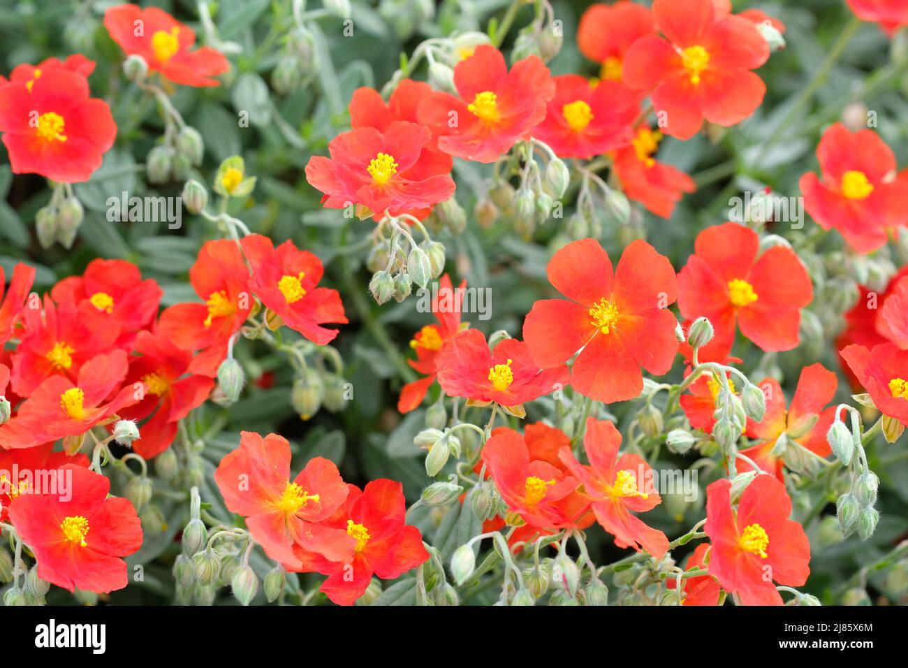 Helianthemum Henfield Brilliant  evergreen shrub with red flowers also known as the Rock Rose - as seen in UK in May 2022 Stock Photo