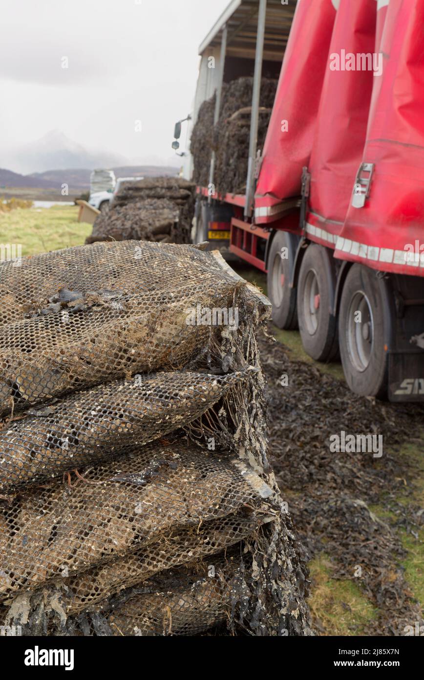 Farmed Pacific oysters being packed for transportation from Kyle of Tongue, Sutherland Stock Photo