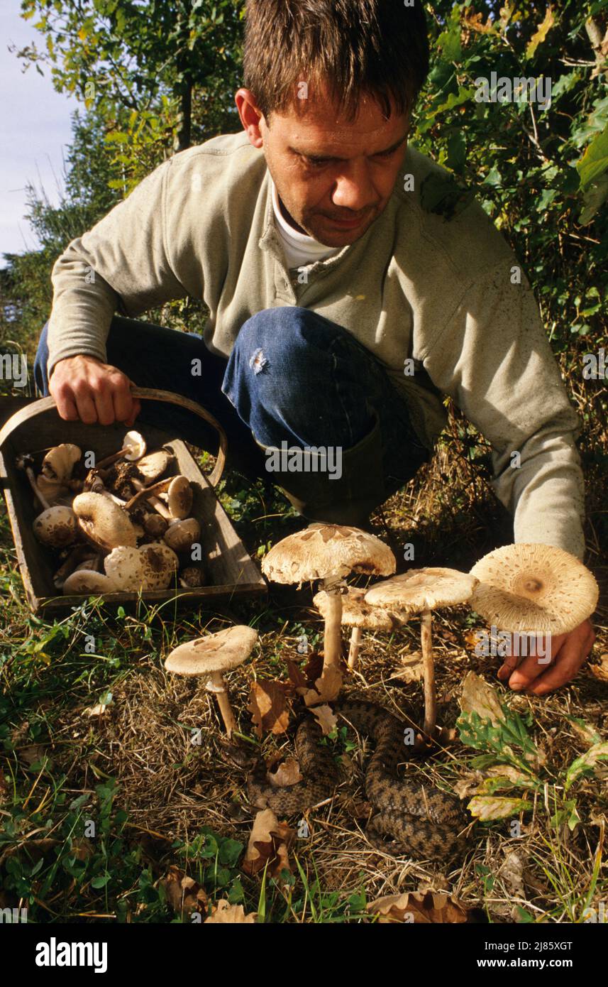 Asp viper and gatherer of mushrooms ; Presence in France, Switzerland and Italy Stock Photo