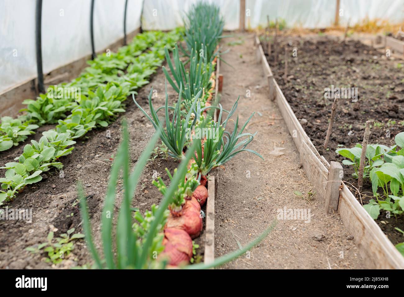 Old village greenhouse with growing seedlings of vegetables Stock Photo