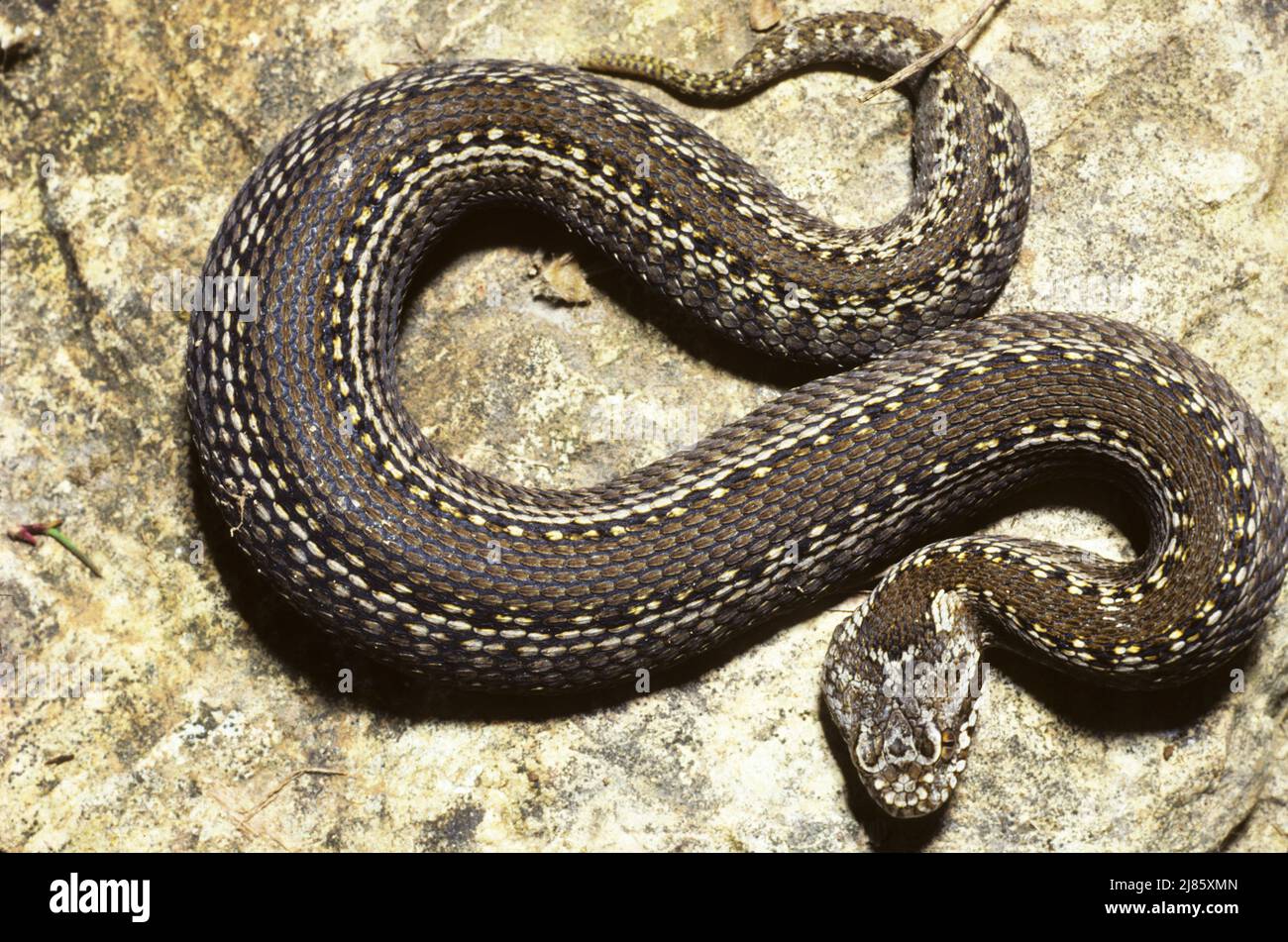 Seoane's Viper ; Extreme S.W. France and the northern regions of Spain and Portugal Stock Photo