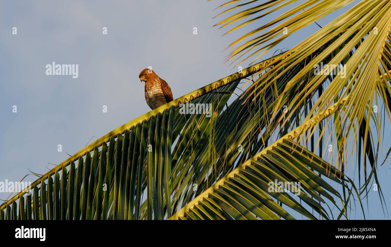 Chicken hawk perched on a palm tree branch Stock Photo