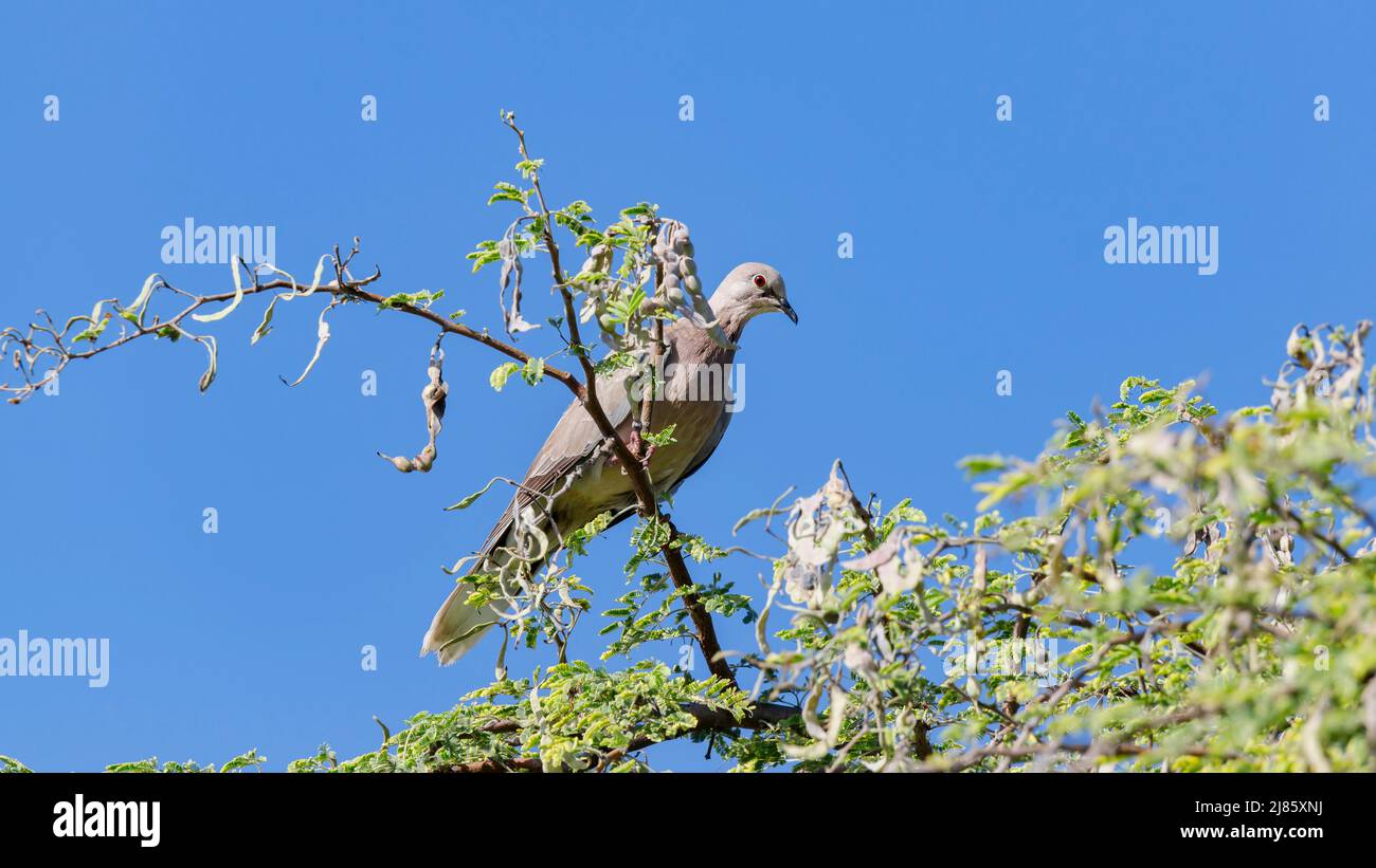 Euro dove perched high up in a peas tree Stock Photo