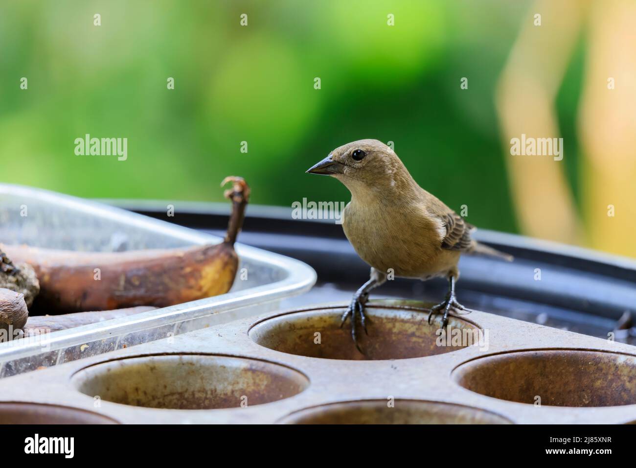 Female shiny cowbird perched on a muffing tray used as a feeding tray Stock Photo