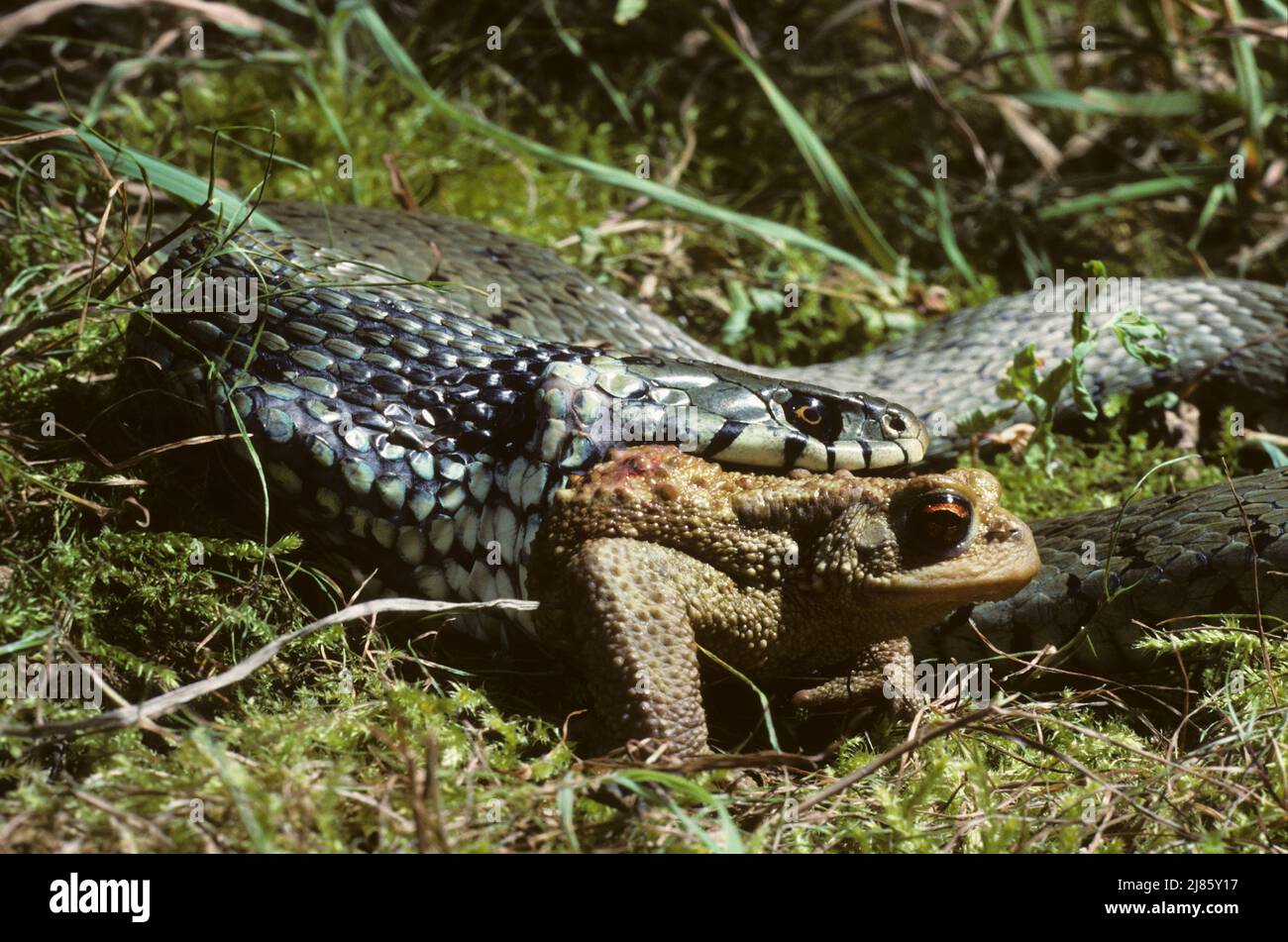 European grass snake eating a European toad ; From Maghreb and iberic