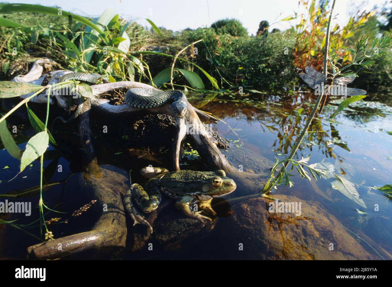 Food chain dragonfly frog snake Great Britain ; From Maghreb and