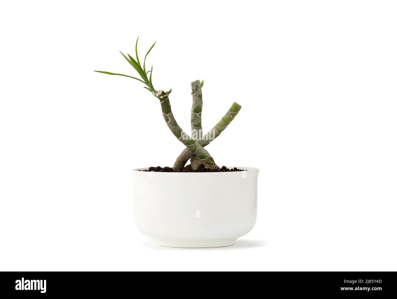Dracaena marginata bonsai in white pot isolated Stock Photo