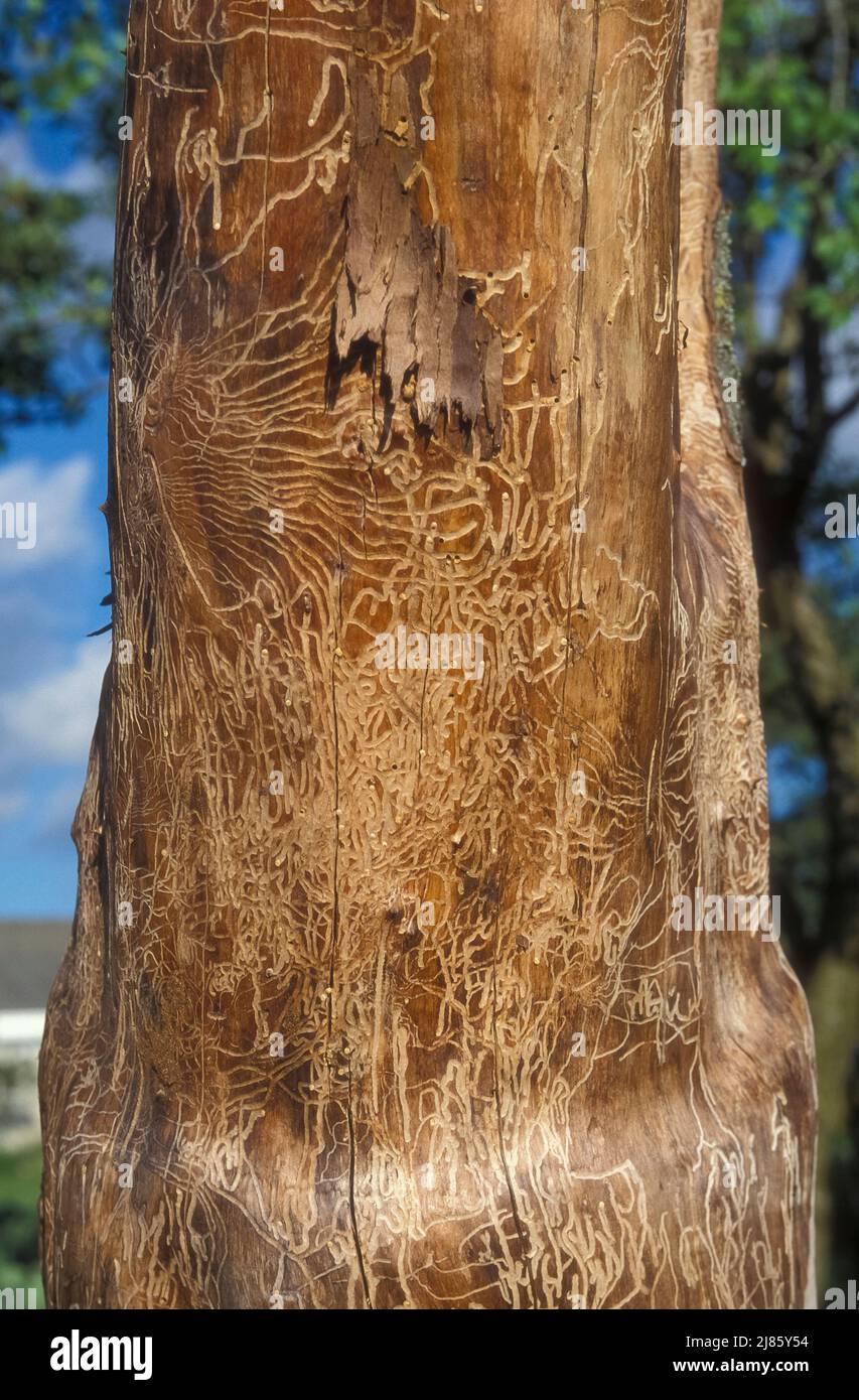 Galleries of Bark Beetle on a dead tree trunk France Stock Photo
