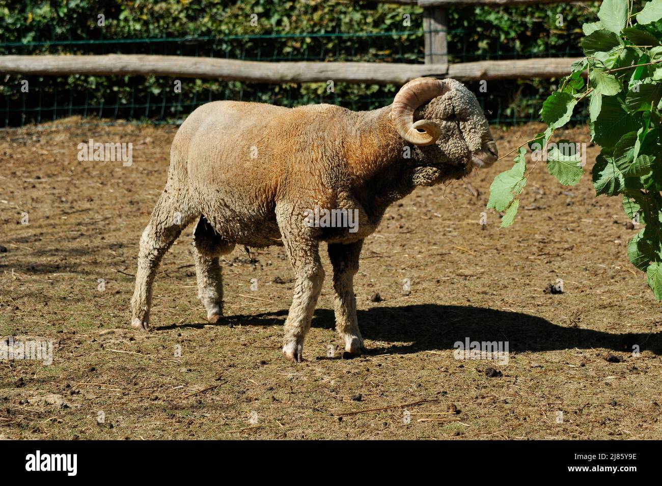 Rambouillet sheep hi-res stock photography and images - Alamy Rambouillet sheep hi-res stock photography and images - Alamy
