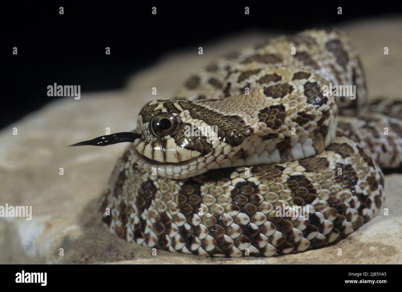 Western hognose snake with a malformation Stock Photo