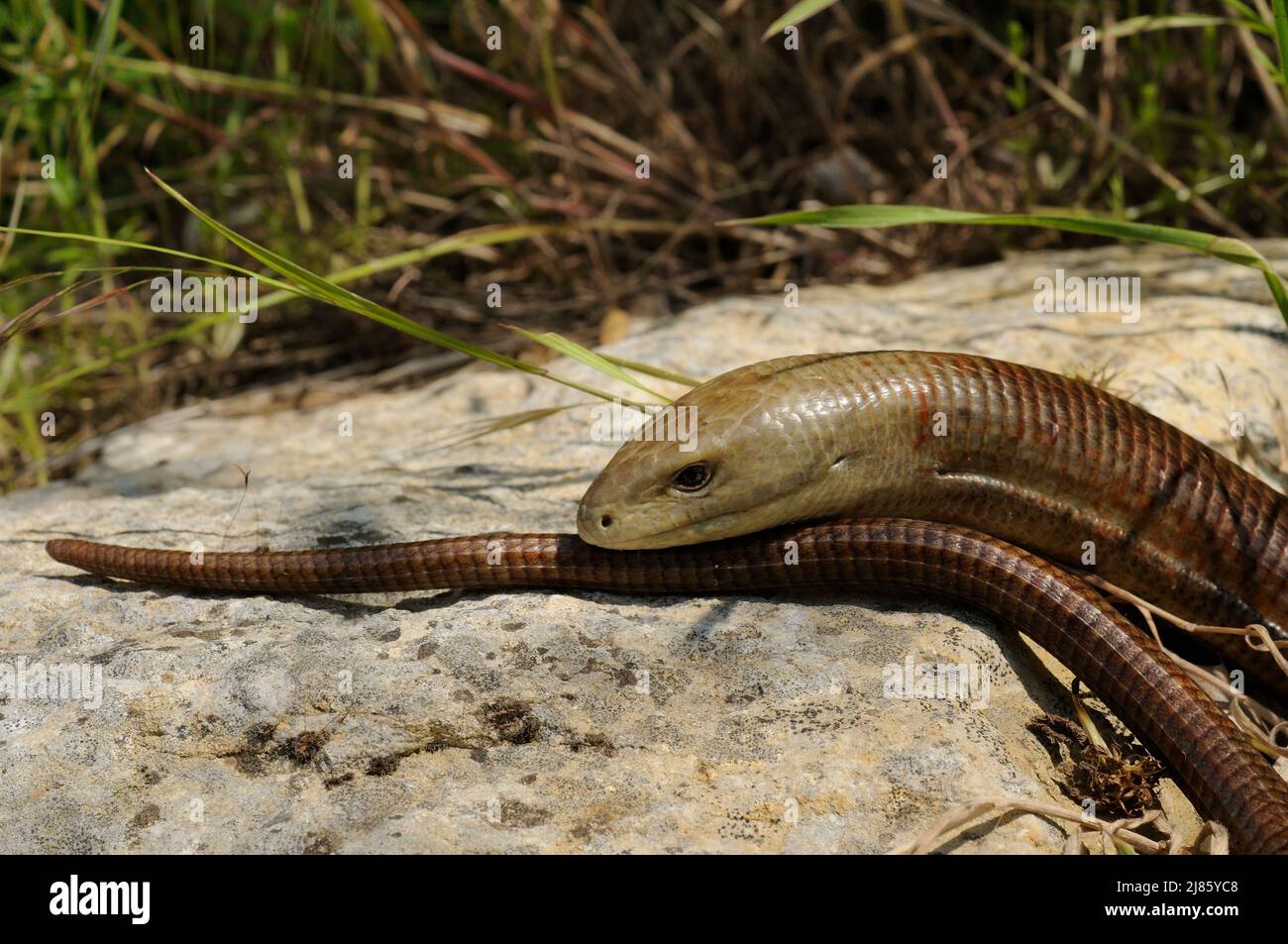 European Glass Lizard on a rock Croatia Stock Photo Alamy