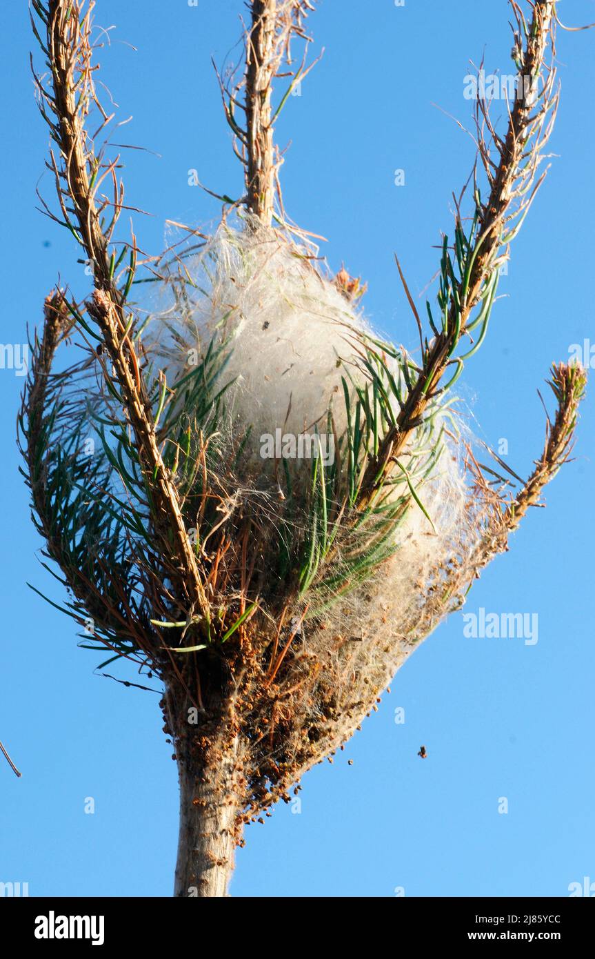Processionaries pine caterpillars tent nest France Stock Photo Alamy