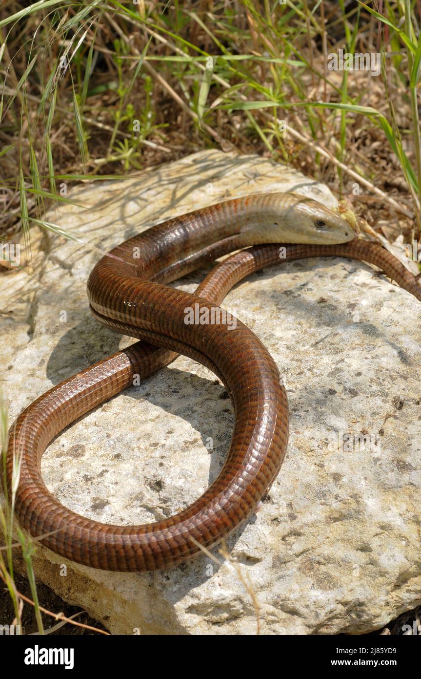 European Glass Lizard on a rock Croatia Stock Photo Alamy