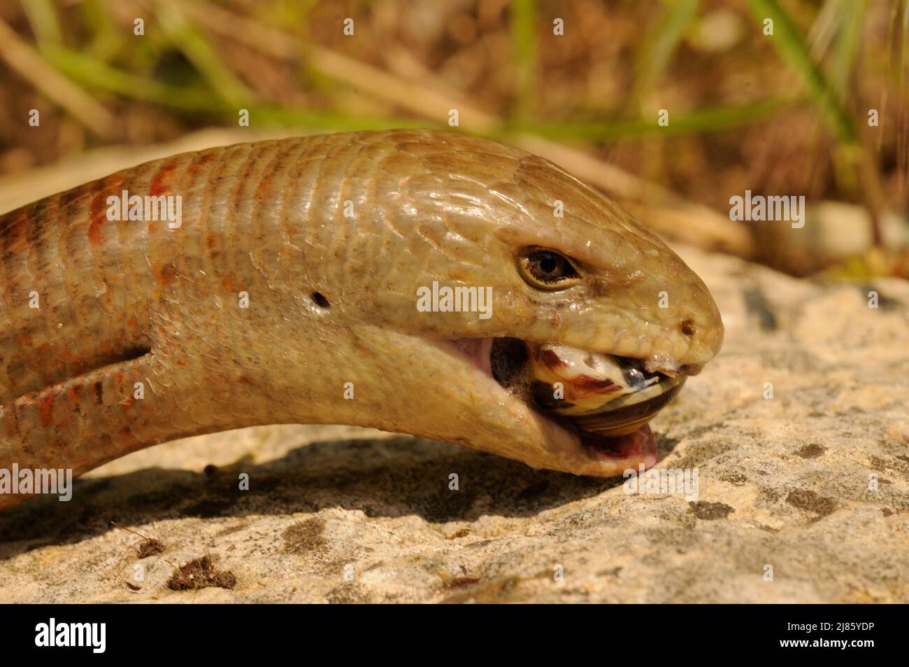 Portrait of European Glass Lizard eating a snail Croatia Stock Photo