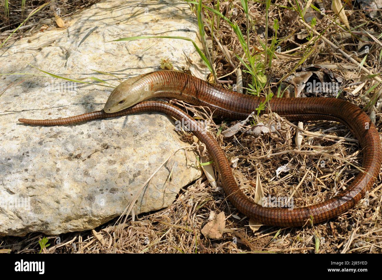 European Glass Lizard on a rock Croatia Stock Photo Alamy