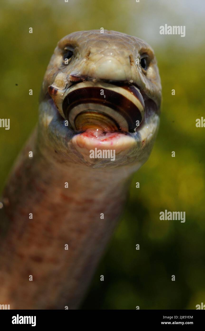 Pallas glass lizard ophisaurus apodus hires stock photography and