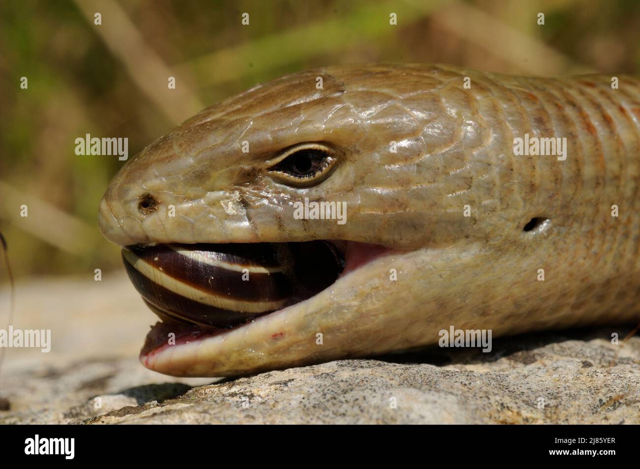Portrait of European Glass Lizard eating a snail Croatia Stock Photo