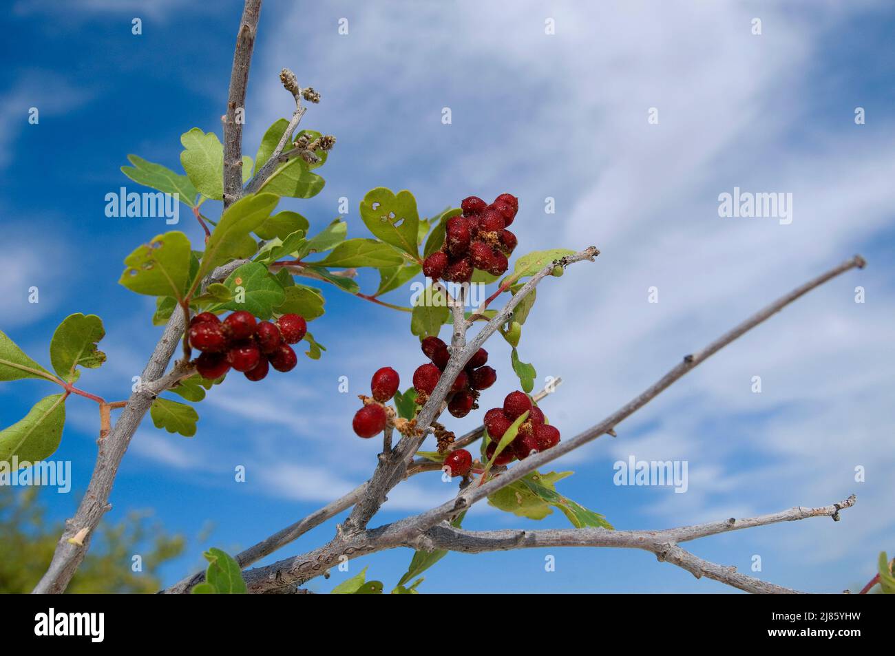 Skunkbush sumac white sands hires stock photography and images Alamy