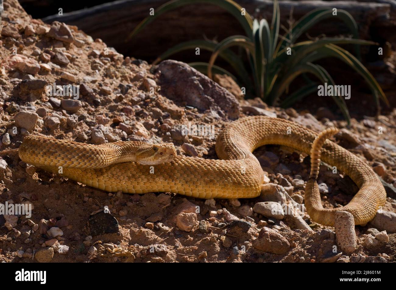 Grand Canyon rattlesnake Arizona USA Stock Photo Alamy