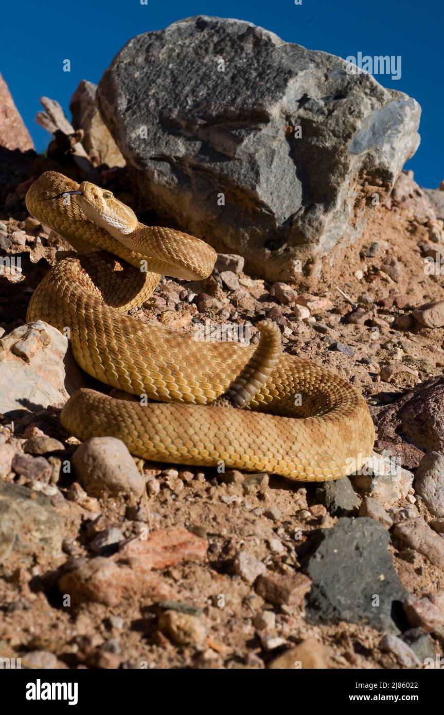 Grand Canyon rattlesnake Arizona USA Stock Photo Alamy