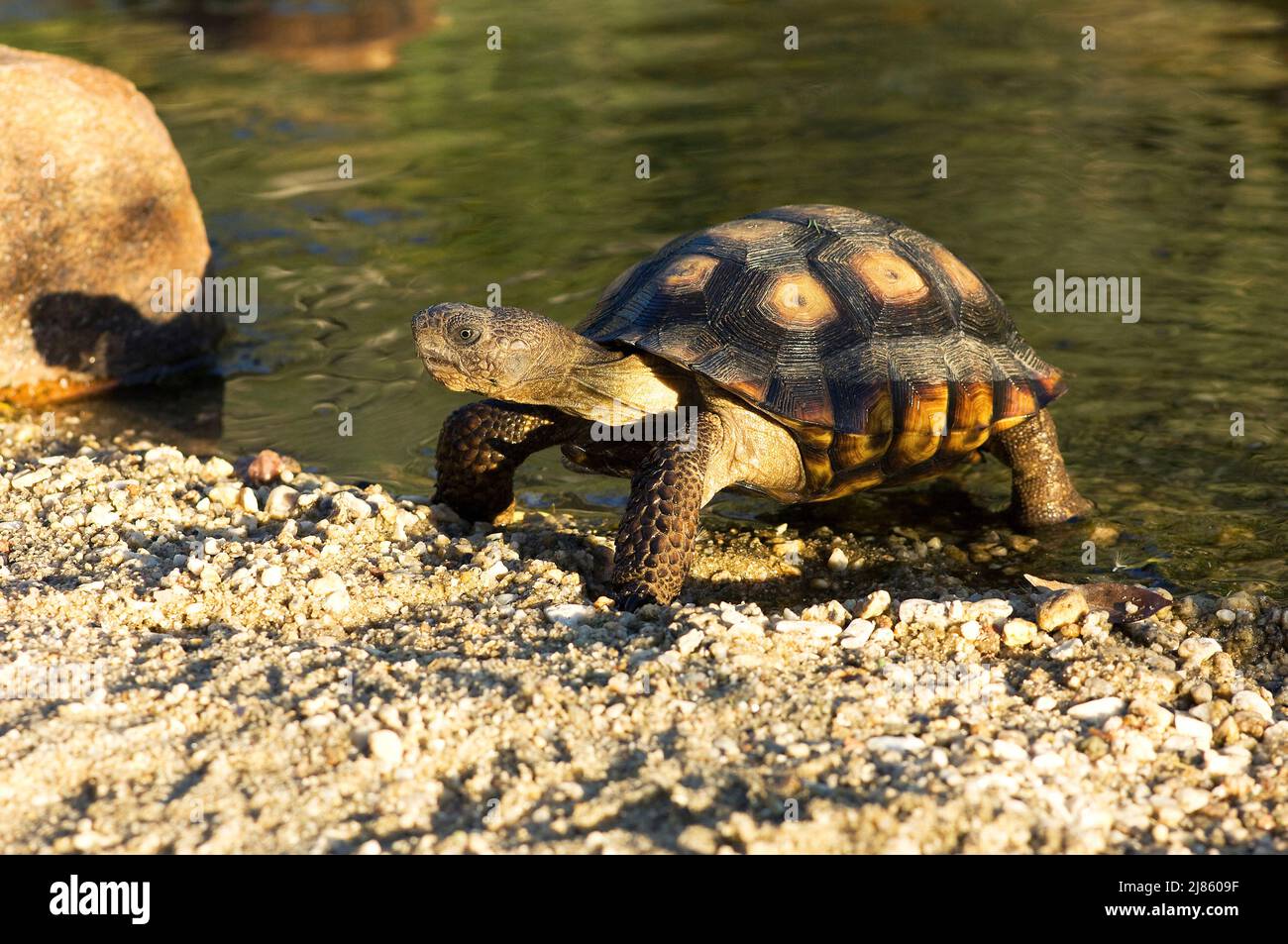 Desert tortoise coming out of water Santa Catalina mountains Stock