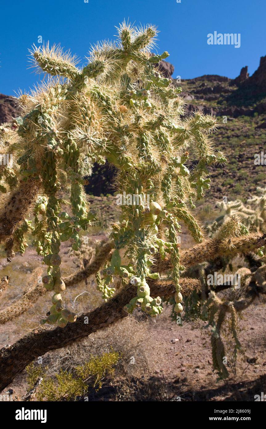 Jumping Cholla Organ Pipe Cactus NM Arizona USA Stock Photo