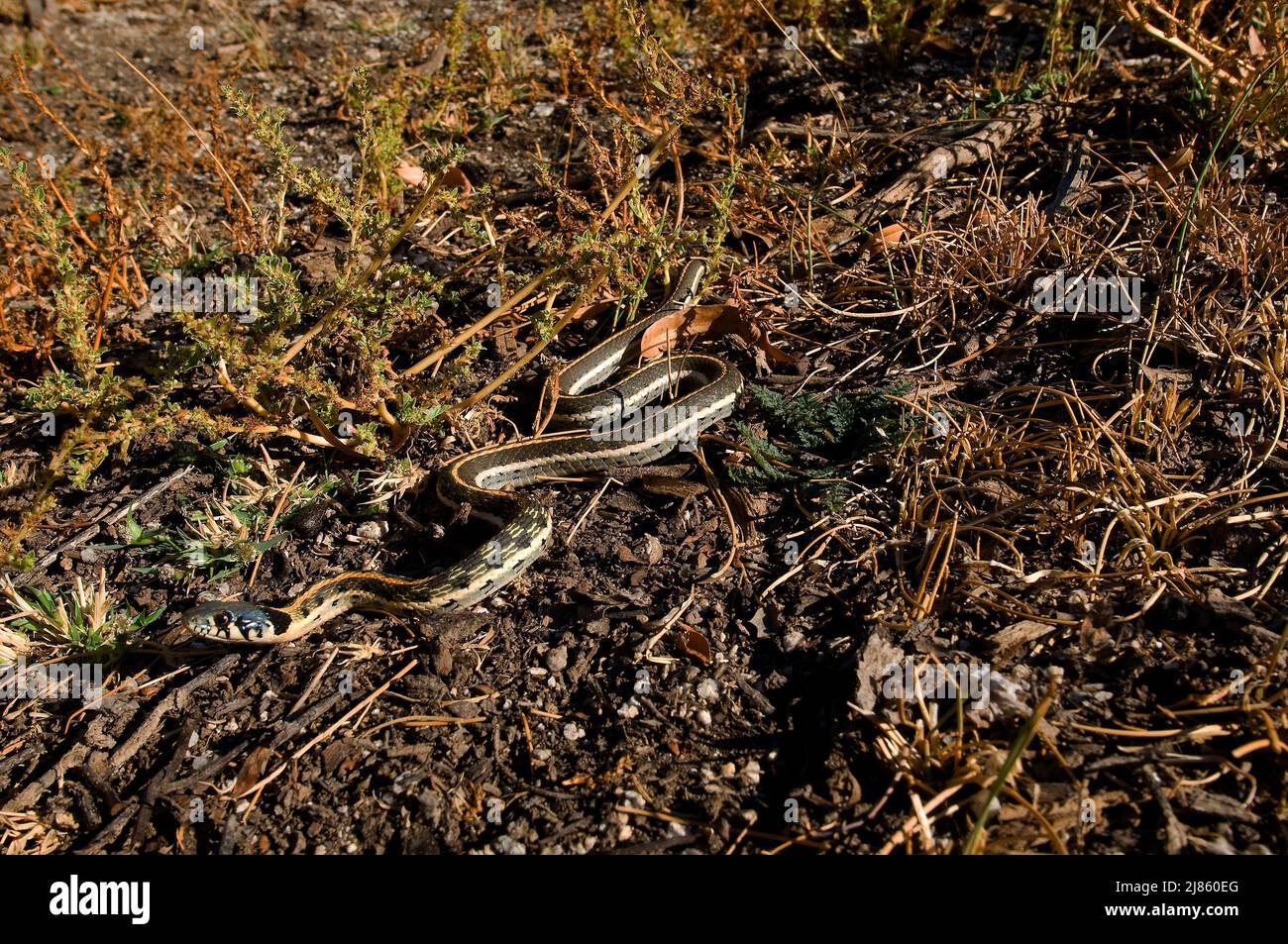 Western blackneck gartersnake on ground New Mexico USA Stock Photo