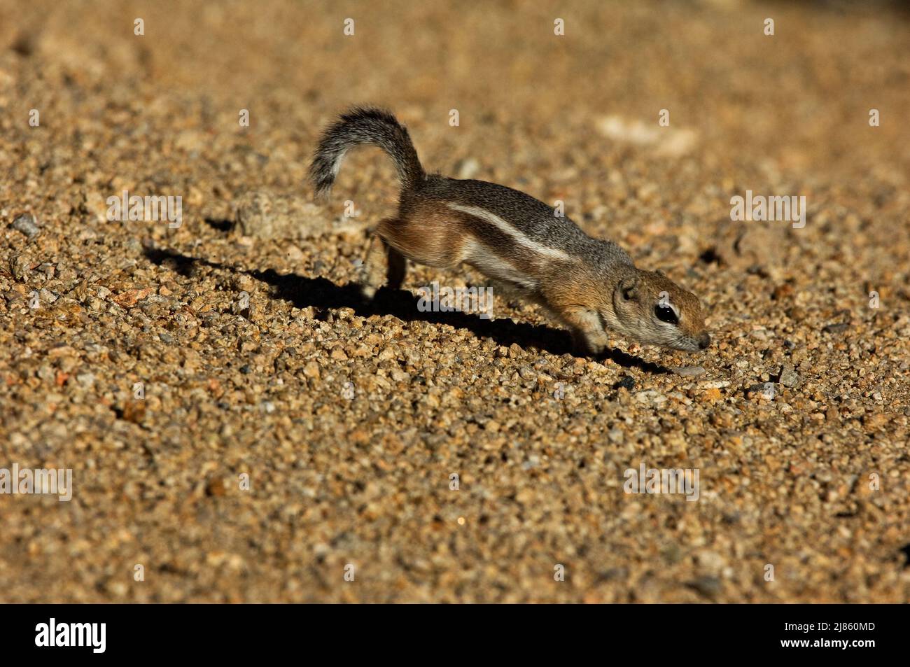 Whitetail antelope squirrel Joshua's Tree NP California USA Stock Photo