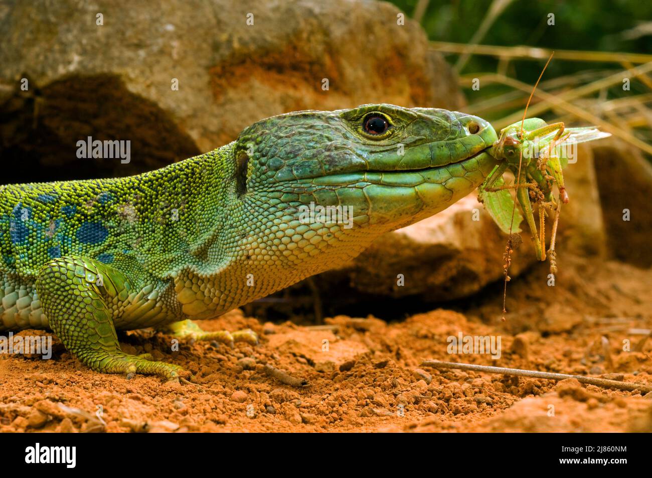 Ocellated Lizard male eating a France Stock Photo Alamy