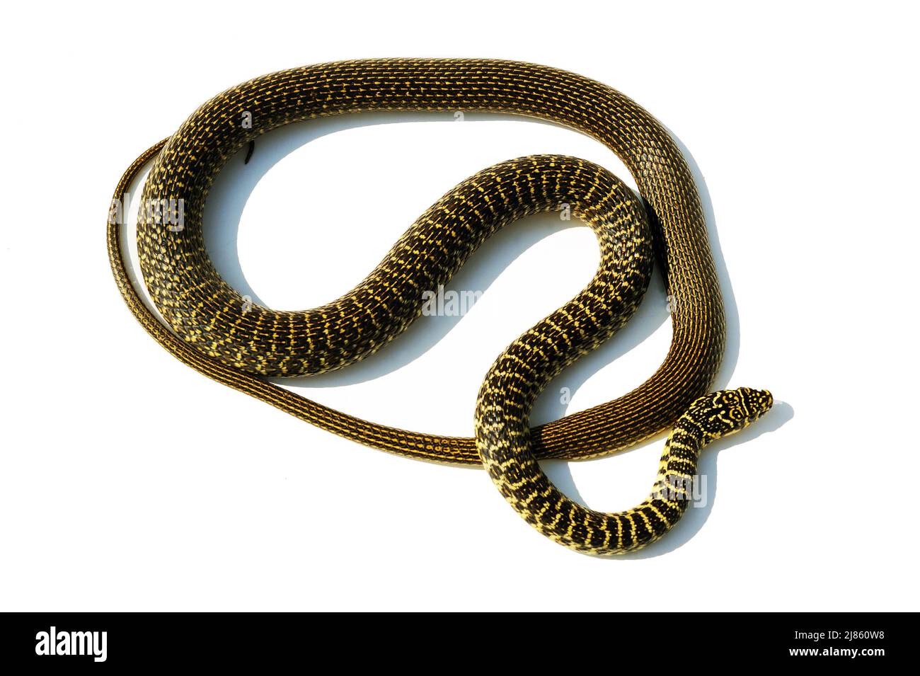 Green whip snake in studio ; Native of Poitou France Stock Photo