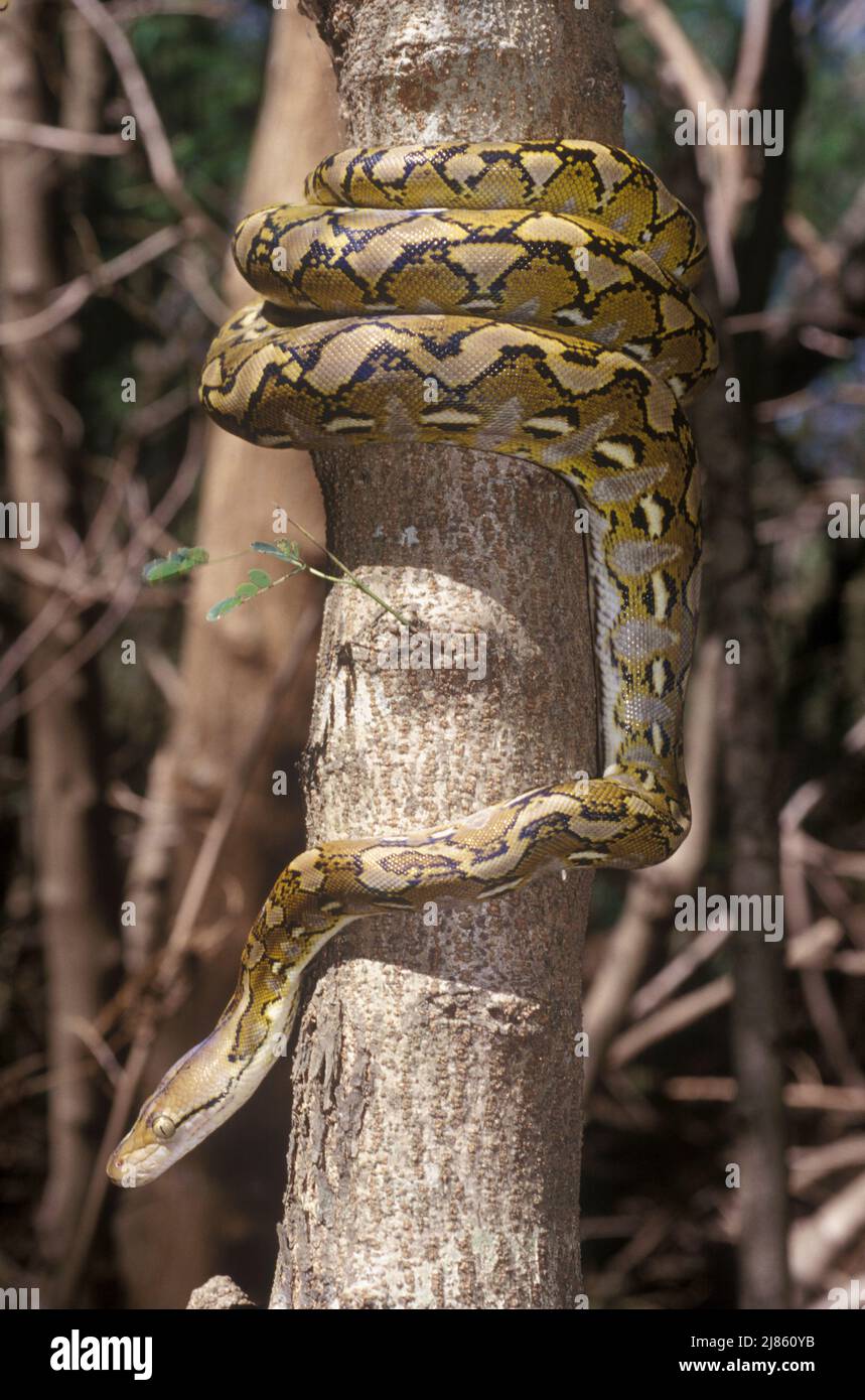 Reticulated Python rolled up around a trunk Asia Stock Photo - Alamy